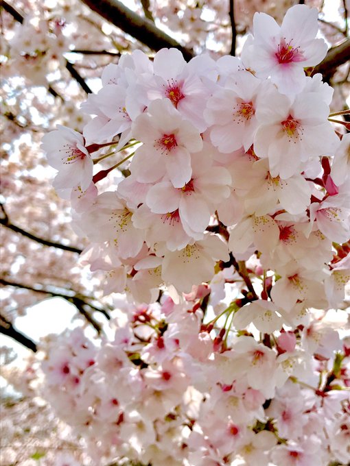桜見に行ってきた🌸 