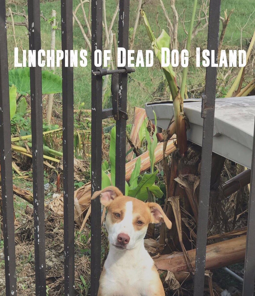 NHdocs's tweet image. Another sneak peak at #NHdocs2019 @CompassionCT presents Linchpins of Dead Dog Island, Sunday, June 2nd at 8pm at the Whitney Humanities Center. Admission FREE. Trailer:  vimeo.com/280178063 Info: NHdocs.com #GetReelNewHaven #NewHaven #NHV