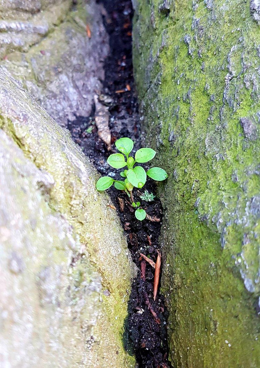 esureL's tweet photo. RT @esureL@pixelfed.social
#SpringImpressions 5.
#Nature #Photography #Spring
https://t.co/Ecyref7pk6 https://t.co/g5V5hSRdga