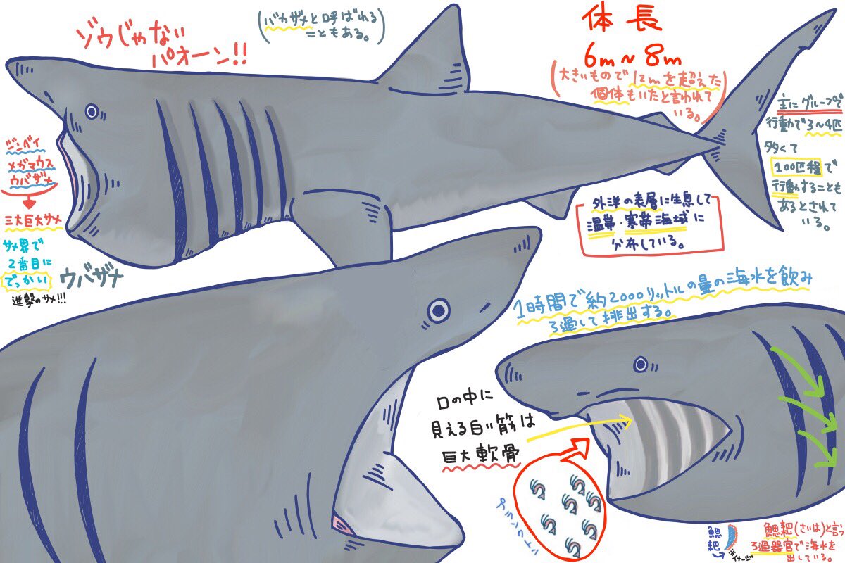 めかぶのサメ紹介ツイート Twitter