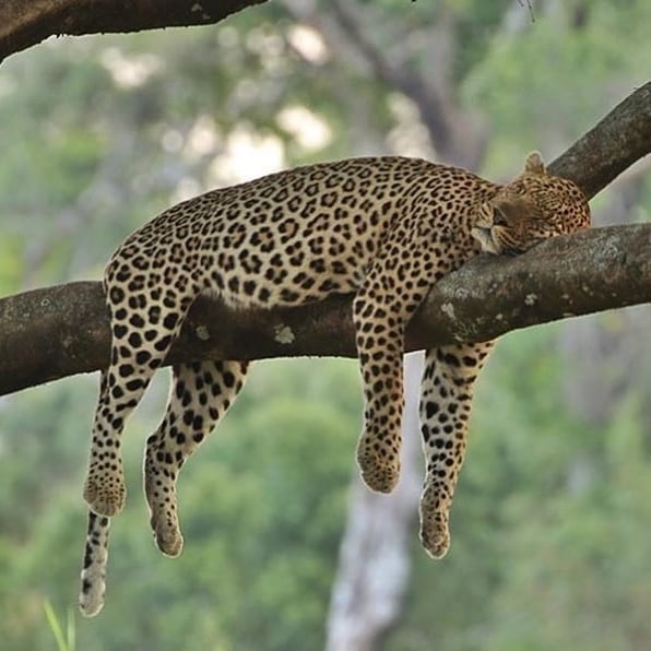 GF_Shop's tweet image. Happy Sunday 😴🐆
@lowisandleakey