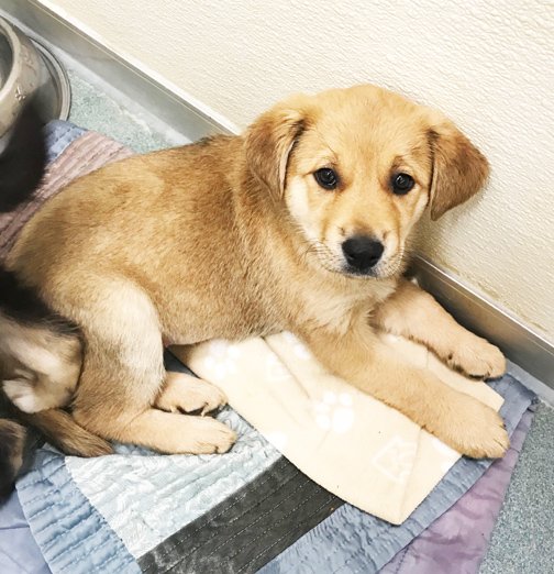 FMSPCA's tweet photo. Rabbit is an excitable girl who loves everyone she meets! She enjoys the company of other animals and would do well in a home with children. Come meet her or read more here: https://t.co/Kw03dXjgIg #ymm #woof #adoptme #foreverhome #foreverfamily #adoptRabbit https://t.co/pVPcUH4jrB