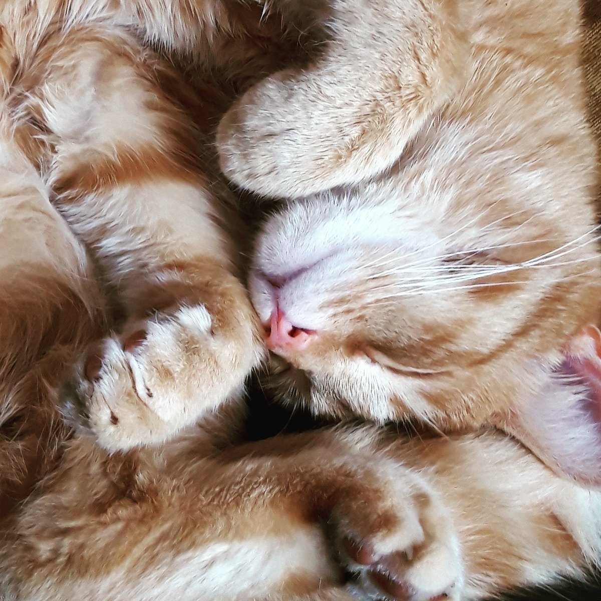 catsofasgard's tweet image. A jumble of floofy cat limbs - Thor does adopt the cutest sleeping positions #cats #CatsOfTwitter #Thor #thorthecat #catsofasgard #sleepycat