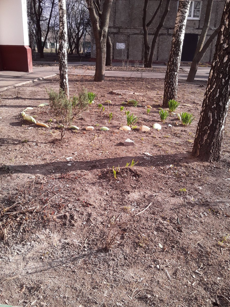 Malina77LA's tweet image. #мойдом #весна 🌱 моя клумба🙃