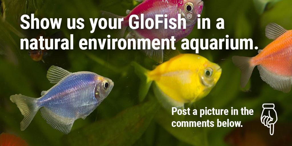 #glofish #showusyouraquarium