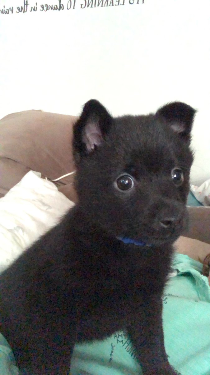 k8braz's tweet photo. @bobbybones Bobby, meet Mr.Bones. I know you are looking to get a dog in the future. Check out This cutie! https://t.co/naUzvVqE9i