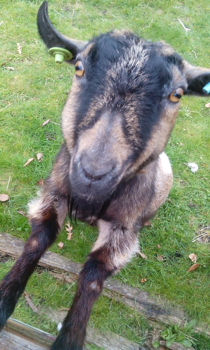 TheGoatRace's tweet photo. Hamish @spitz_cityfarm the GOAT of goats. #Oxford @TheGoatRace https://t.co/yWIyLiUccv