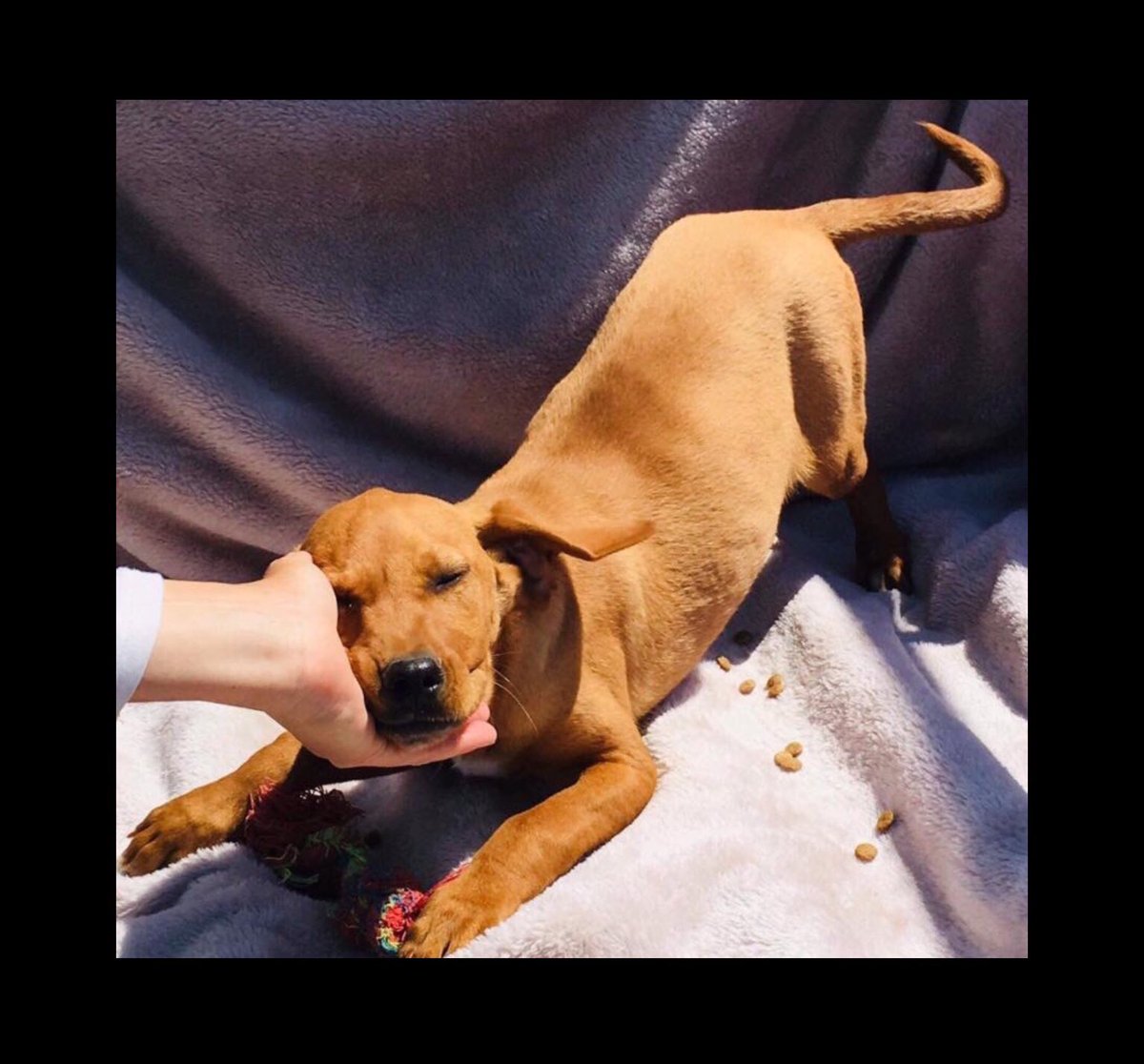 ZanteStrays's tweet photo. Dumped near vets, covered in fleas &amp; weak, old Gizmo is a friendly boy! See how #adorable he is with our volunteer! Little Gizmo’s #CutenessOverload would charm any loving home (#uk #Germany #NL). Could you love him?💕

#AdoptDontShop #puppylove #alldogsmatter #AdoptMe #Playing https://t.co/JrSTfBV7Hy