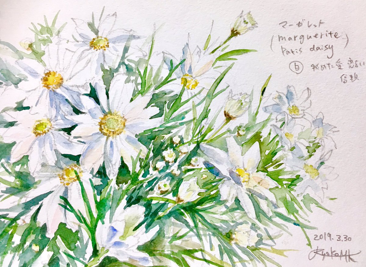 Ryoko Mary Kojima Ar Twitter 水彩スケッチ Daisy マーガレット 大好きな花を 以前より素敵に描けました 春はスケッチのモデルが沢山で嬉しいです
