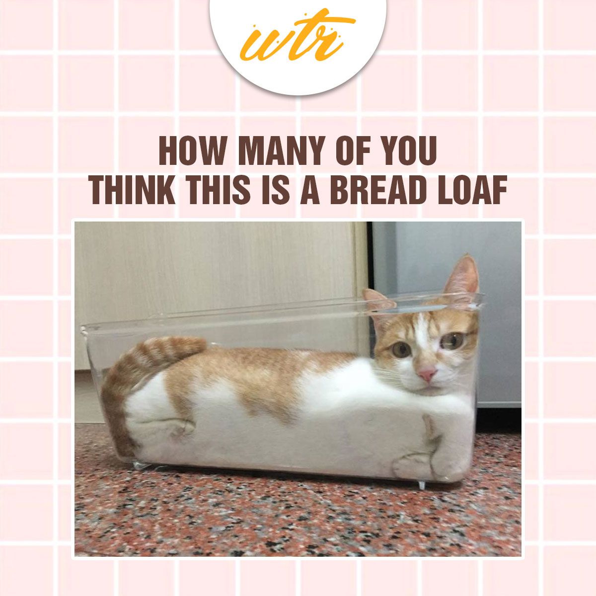 wtrecipe's tweet photo. Shout out to all foodies who are also cat lovers! Cats can become anything anytime.  #wtrecipe #wtr #whattherecipe #loveforfood #foodie #foodgasm https://t.co/JCp0JIzvNi