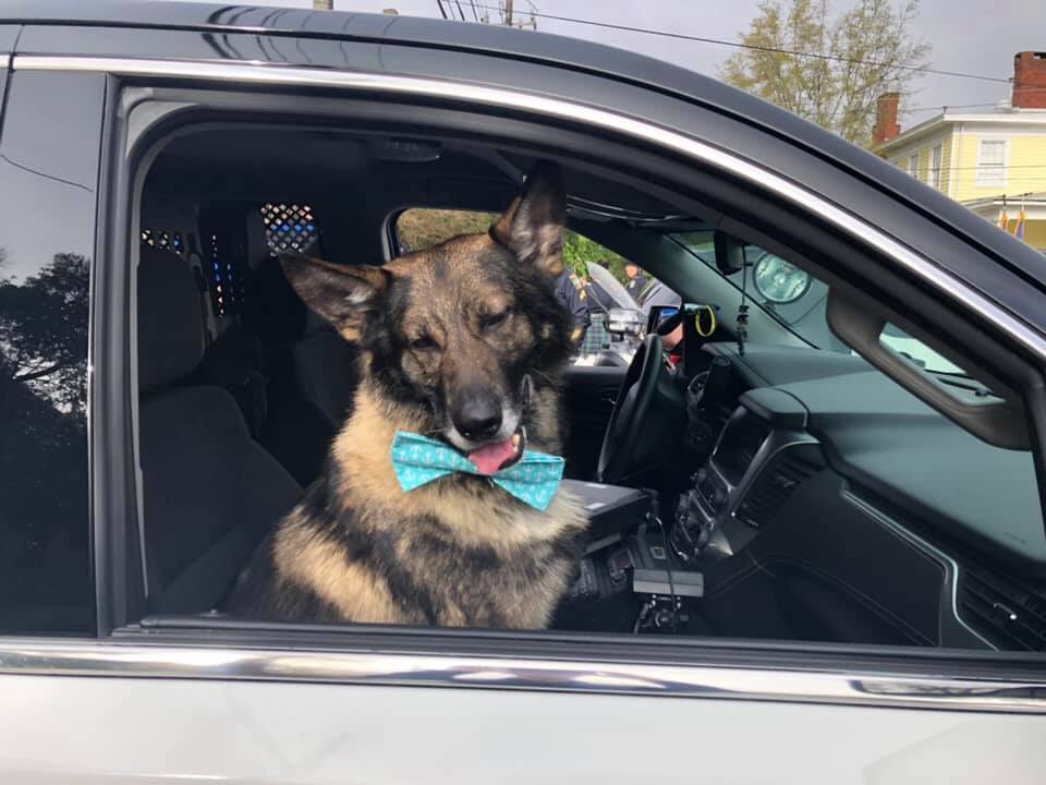 WilmingtonPD's tweet photo. Did you catch Diablo in his #AzaleaFest finest during the parade yesterday? As the festival draws to a close today, remember only service animals are allowed, no open containers of alcohol and no weapons. Have a great time — Diablo sure did! https://t.co/SUE4VeGttY