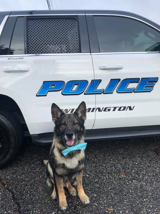 WilmingtonPD's tweet photo. Did you catch Diablo in his #AzaleaFest finest during the parade yesterday? As the festival draws to a close today, remember only service animals are allowed, no open containers of alcohol and no weapons. Have a great time — Diablo sure did! https://t.co/SUE4VeGttY