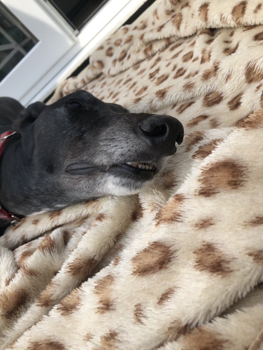 WalterGreyhound's tweet photo. Say cheeeeeeeeeeeeeeeeese https://t.co/gz1qbzg97k