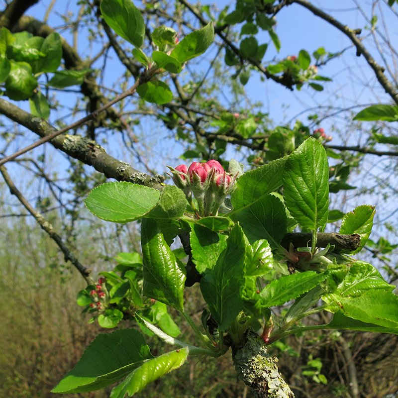 speeldekameleon's tweet photo. Lente in @speeldekameleon, alles gaat naar de knoppen 😋. De doedag van april zit erop. De volgende is zaterdag 4 mei. Zet 'm alvast in je agenda! #hoograven https://t.co/7owXe7xWOY