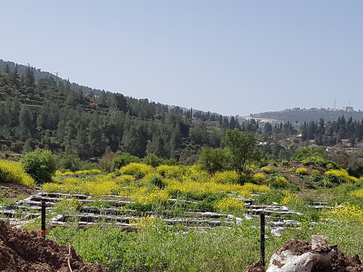 shiragura's tweet photo. My journey ended with a hike through the mountains back to civilization, this time with the help of Ahmed and his trustworthy donkey taxi "Abu Samra" who helped carrying my samples. Today I've already changed the views completely, going to visit the #IAA excavation at #Motza https://t.co/2Rrofyo5OL