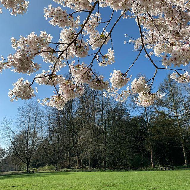 SuesWilliams's tweet photo. Beautiful blossom in Marbury Park! 
#blossom #blossomtree #blueskies #trees #marburypark #spring #springtime https://t.co/lR5zuqgFxN https://t.co/4HEYRoXKmq