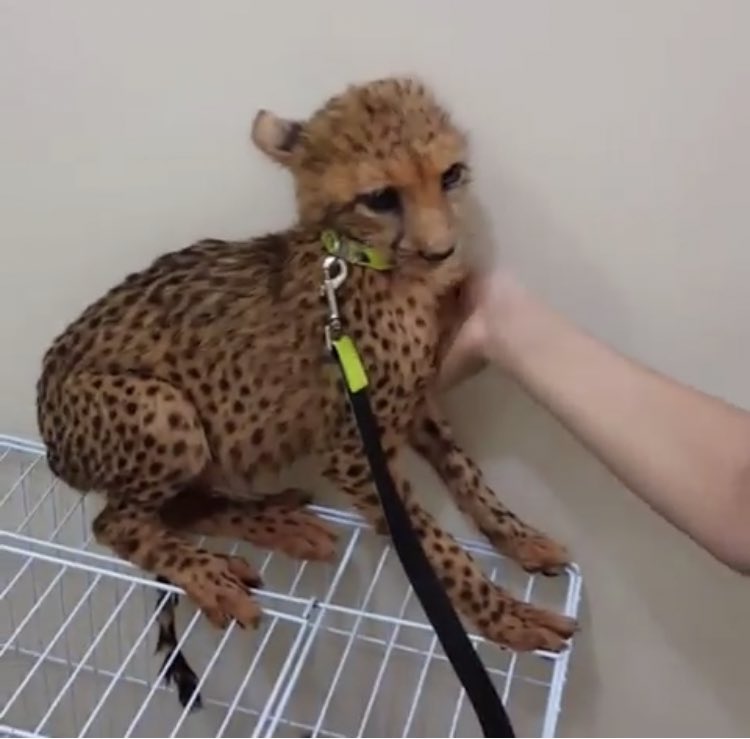 CCFCheetah's tweet photo. CHEETAH TRAFFICKING CRISIS IN HORN OF AFRICA REACHING EPIDEMIC STATUS! 
Please retweet this far and wide! #IWT #endwildlifecrime
https://t.co/vcGsWVaS1w https://t.co/v60Afap2N4