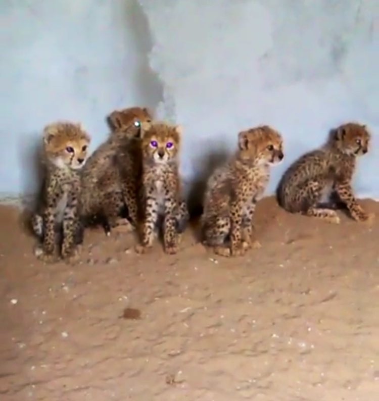 CCFCheetah's tweet photo. CHEETAH TRAFFICKING CRISIS IN HORN OF AFRICA REACHING EPIDEMIC STATUS! 
Please retweet this far and wide! #IWT #endwildlifecrime
https://t.co/vcGsWVaS1w https://t.co/v60Afap2N4