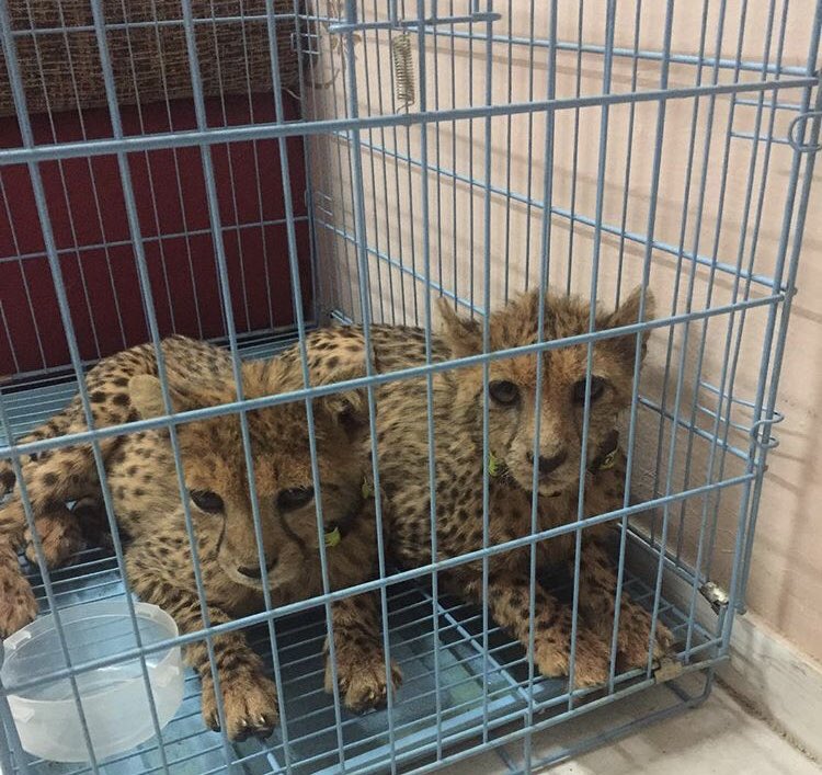 CCFCheetah's tweet photo. CHEETAH TRAFFICKING CRISIS IN HORN OF AFRICA REACHING EPIDEMIC STATUS! 
Please retweet this far and wide! #IWT #endwildlifecrime
https://t.co/vcGsWVaS1w https://t.co/v60Afap2N4