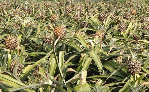 アニメ 地理 参考2 沖縄県は日本におけるパイナップル生産量が１位でそのシェア率は100 である 生産量 7770t のんのんびより ばけーしょん T Co R5uithuiic Twitter