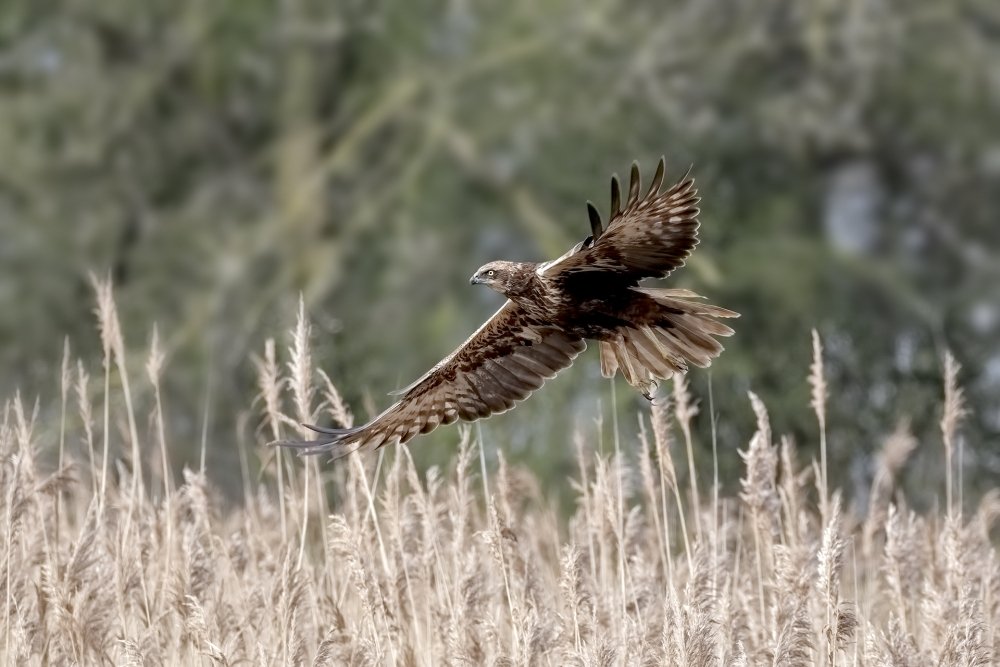 oetmeij's tweet photo. Bruine kiekendief #2019 #bird #birdofprey #birdphotography #bruinekiekendief #circusaeruginosus #marshharrier #nature #roofvogels #vogelfotografie https://t.co/sCV2YlSVCN