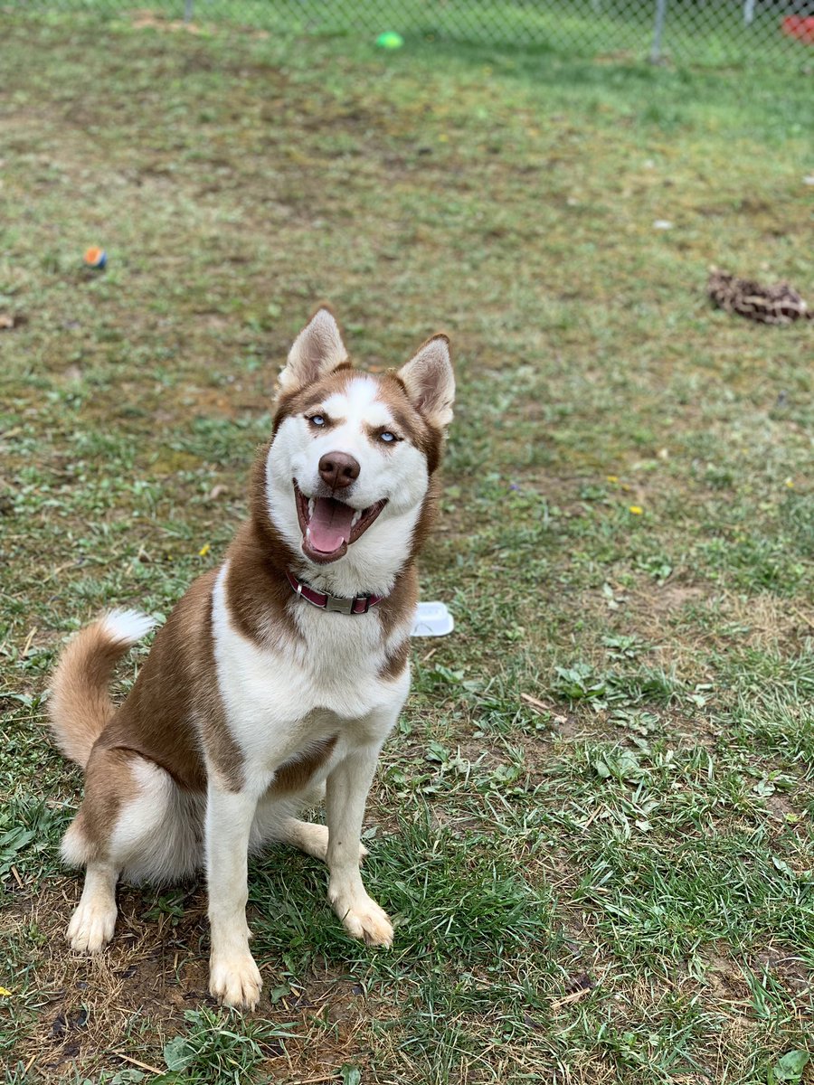 jordynmaranda's tweet photo. I love my dogs so much 😭 we don’t deserve them https://t.co/E9AtHI0vNP
