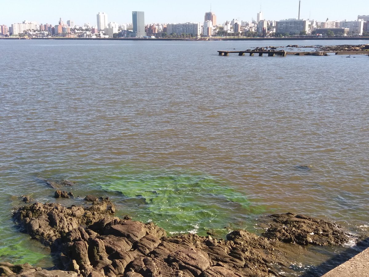 Uruguay2035's tweet photo. Las CIANOBACTERIAS viven y luchan hoy en la costa de Montevideo.
La sumatoria de malos manejos agropecuarios, falta y deficiencias del saneamiento urbano y los desechos industriales.
Pero no hay de que preocuparse, con UPM2 se arregla todo. ¿O nó?

@sobralg @Cybertario https://t.co/lwhqgQ2pgK