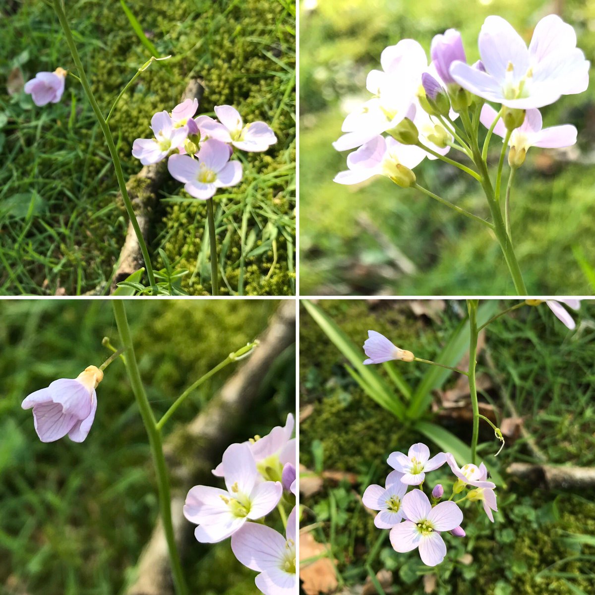 #pinksterbloem #pinksterbloemen #cuckooflower #ladyssmock #mayflower #milkmaids #pink