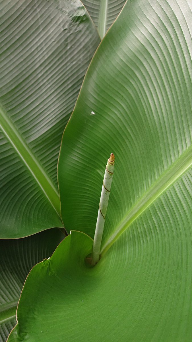 BitShredder's tweet image. Drinking cocktails at @BombaySapphire distillery
#bombaydistillery