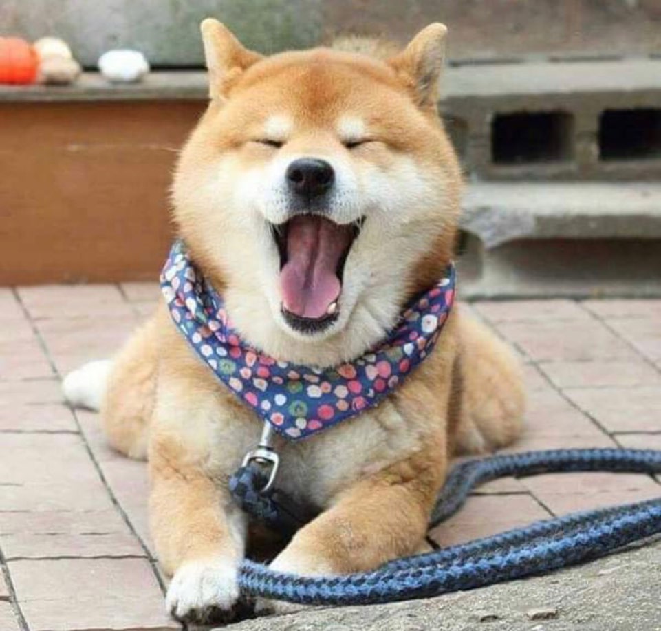Aloha Teacup Puppies On Twitter Dont Wake Me Up Https