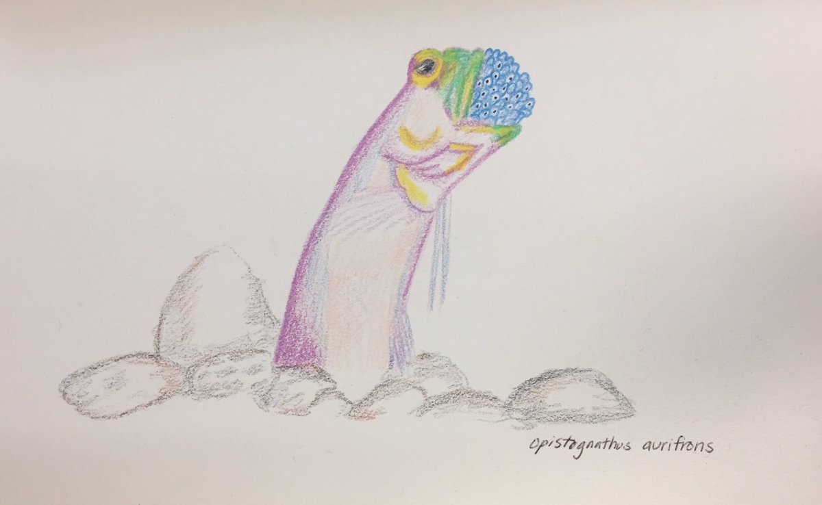 SturgeonSurgeon's tweet photo. The male yellow-headed jawfish mouthbroods his eggs for protection after fertilization. He rotates and aerates the eggs and canโt eat until they hatch. At their birth heโll be underweight. #DadBod. A great example of parental care in fish! #SundayFishSketch #SciArt #mouthbrooding https://t.co/hMRVrSvkbN