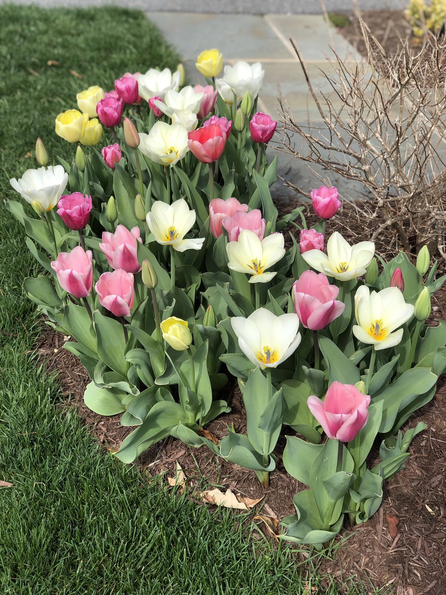 FriendsofFGMH's tweet image. Happy Spring Sunday!