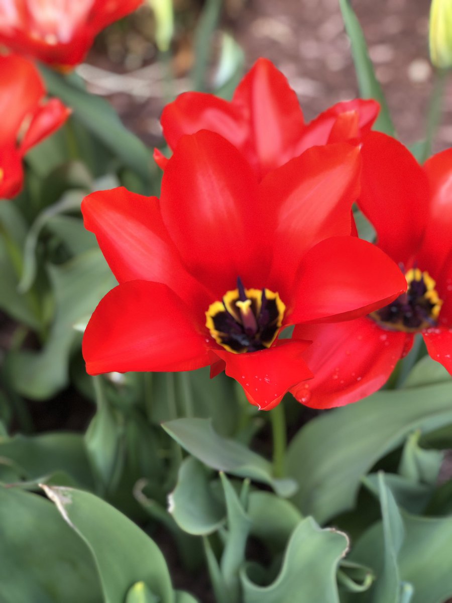 FriendsofFGMH's tweet image. Happy Spring Sunday!