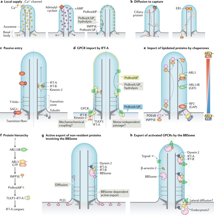 view Biochemistry of Cell Membranes: A Compendium