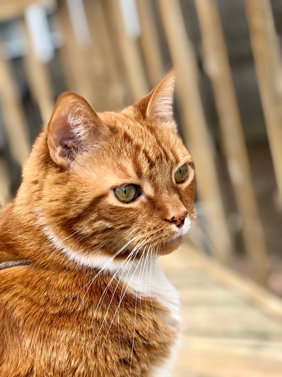 TeddyB_cat's tweet photo. Another beautiful #Michikitty day! π» https://t.co/oj2ZWzFBga
