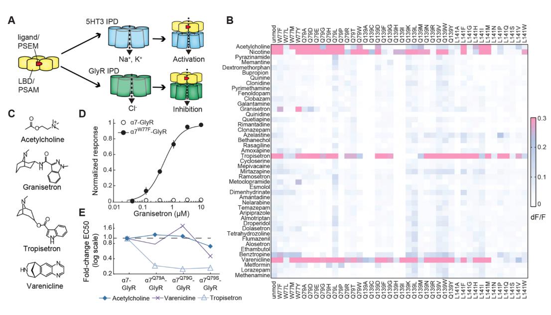 Addgene's tweet photo. New modular ion channels and selective, sub-nanomolar potency agonists (uPSEMs) were developed from Scott Sternson's lab @HHMIJanelia. This system is effective in the brain of rodent and primate models. #chemogenetics  https://t.co/hVwLzHxzFu https://t.co/Oq6kxLBv9Z