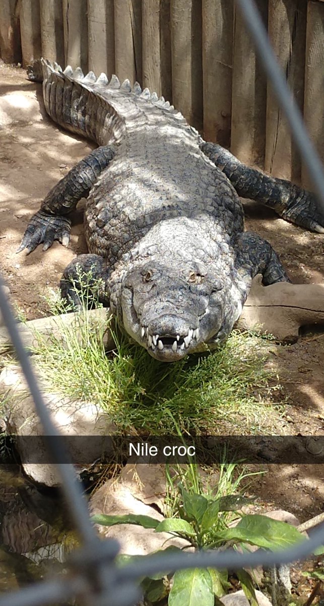 (at an alligator farm in co~ this is a Nile croc though 😍😍)