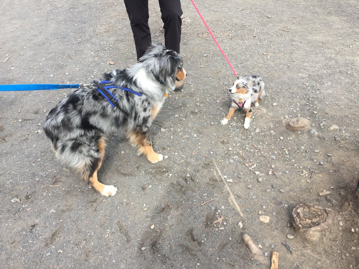 Lily today in Central Park. #areyoumymother 🐶🤔 #toyaussies