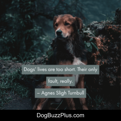 dogbuzzplus tweet picture