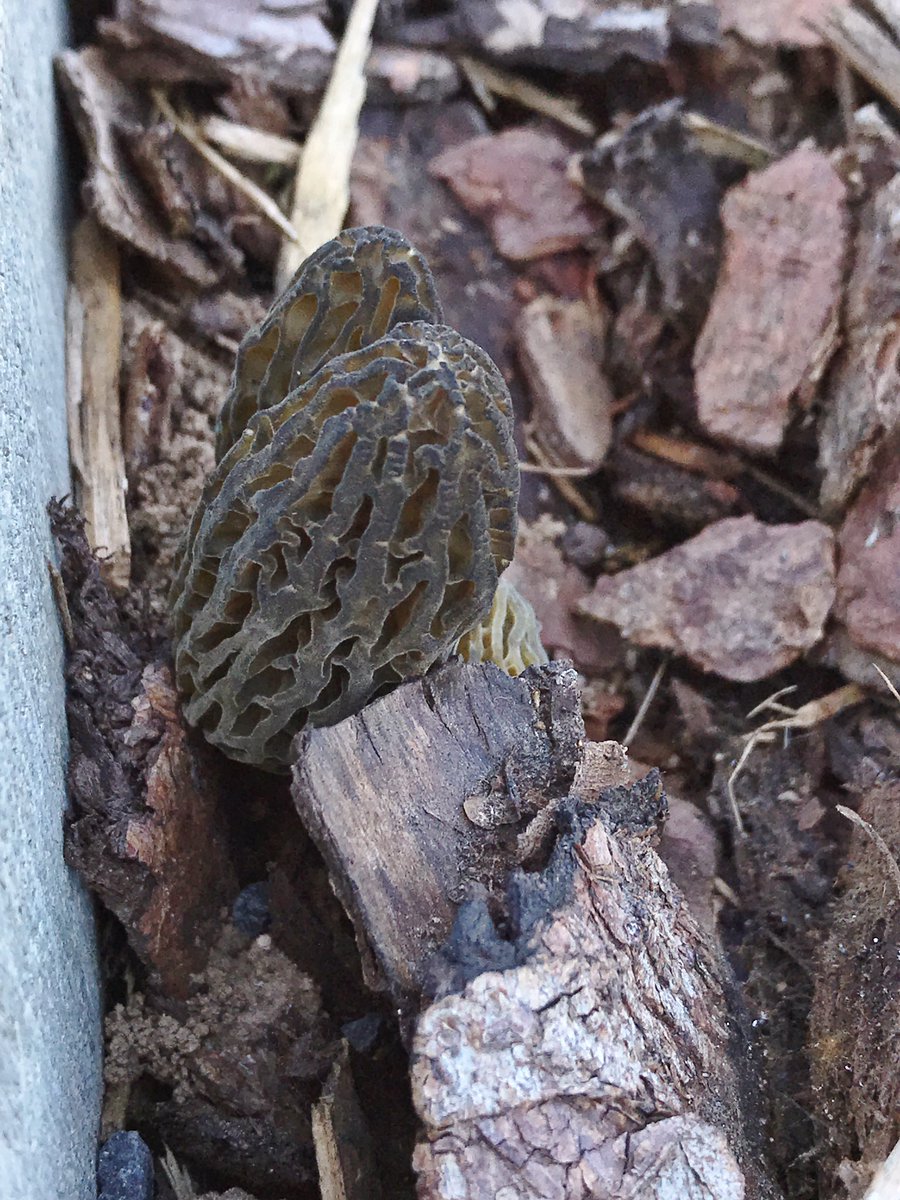 uffgebasst1's tweet photo. Endlich Morchelt es 🍄😍
#morchellaconica https://t.co/D562L0AzR1