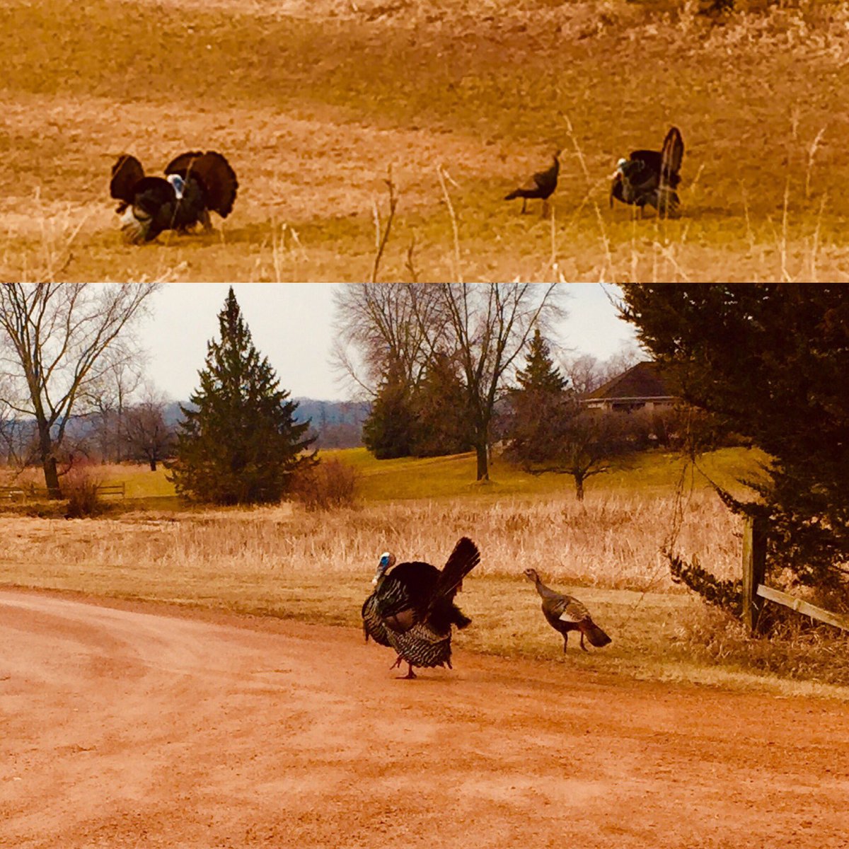 WillowGunder's tweet photo. Minnesota is officially strutting now! #TurkeyFederation ##mndnr https://t.co/H3iehHa7LV