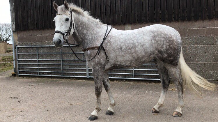 LizzieBlamire's tweet photo. Mamiegrey #poweredbypure @PureFeed 💚👌💪 #hollybushfarm #cumbria https://t.co/UekaWf201j