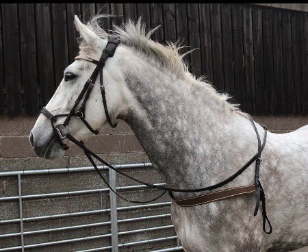 LizzieBlamire's tweet photo. Mamiegrey #poweredbypure @PureFeed 💚👌💪 #hollybushfarm #cumbria https://t.co/UekaWf201j