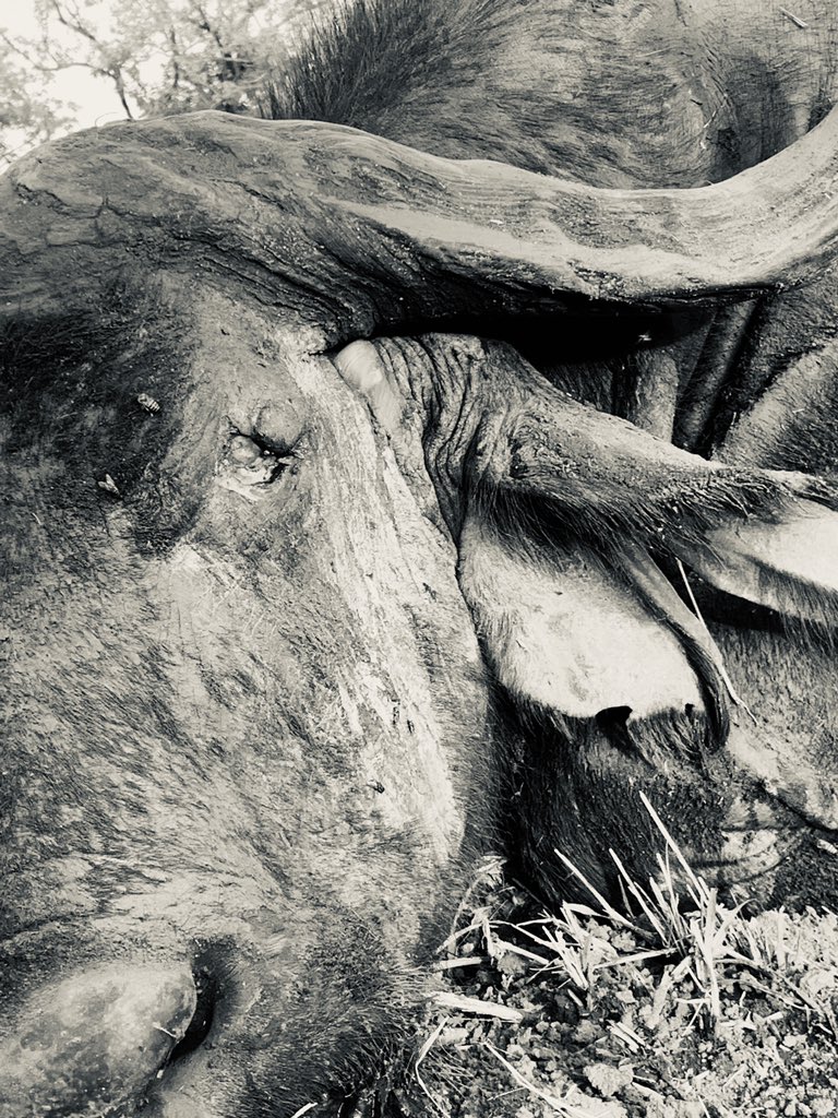 discodantheman's tweet photo. Took this old warrior this afternoon. Many battle scars, and missing his left eye. No longer a productive member of a herd and off on his own like a true dugga boy should be. A bull on the decline. A conservation bull. A trophy. #uganda #conservation #hunting #InUrBlood https://t.co/7uObs9B1EU