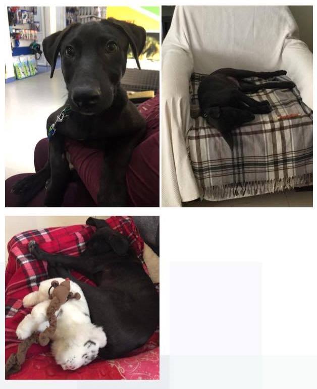BuddyDogHS's tweet photo. #AdoptableDog Tommy saved from traffic in Qatar💔
He's VERY sweet &amp; social &amp; gets along well w/everybody💗
Has a great sense of humor😀Needs playful family home during day 2 train, housebreak, socialize
About 6 months old &amp; will be large when fully grown
#Sudbury #MA 978-443-6990 https://t.co/d8sem9ObBu