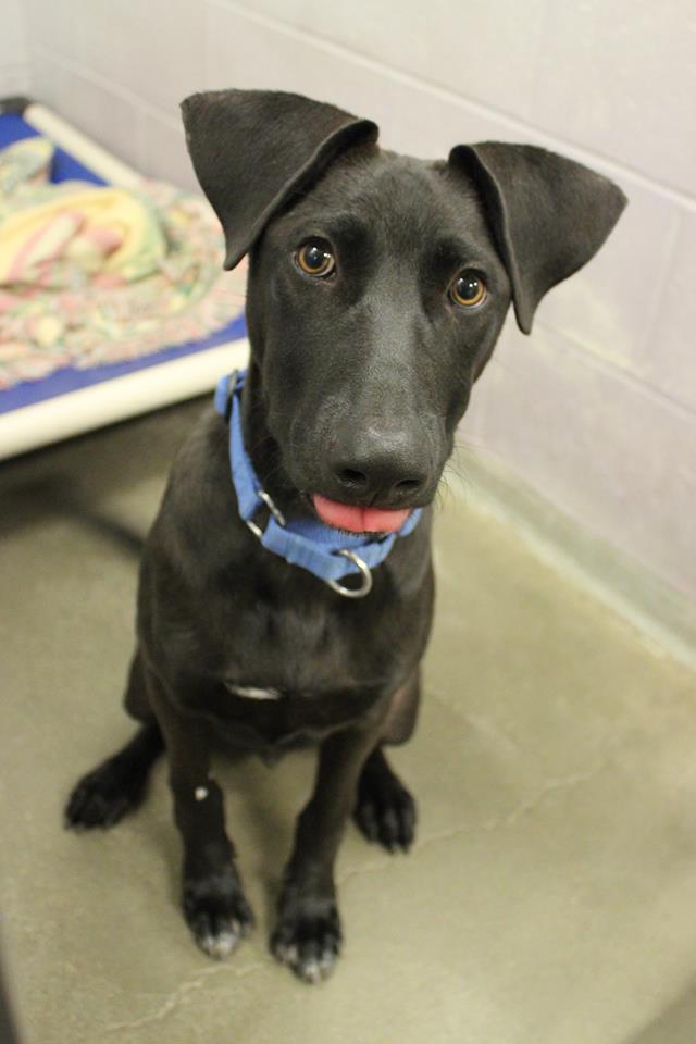 BuddyDogHS's tweet photo. #AdoptableDog Tommy saved from traffic in Qatar💔
He's VERY sweet &amp; social &amp; gets along well w/everybody💗
Has a great sense of humor😀Needs playful family home during day 2 train, housebreak, socialize
About 6 months old &amp; will be large when fully grown
#Sudbury #MA 978-443-6990 https://t.co/d8sem9ObBu