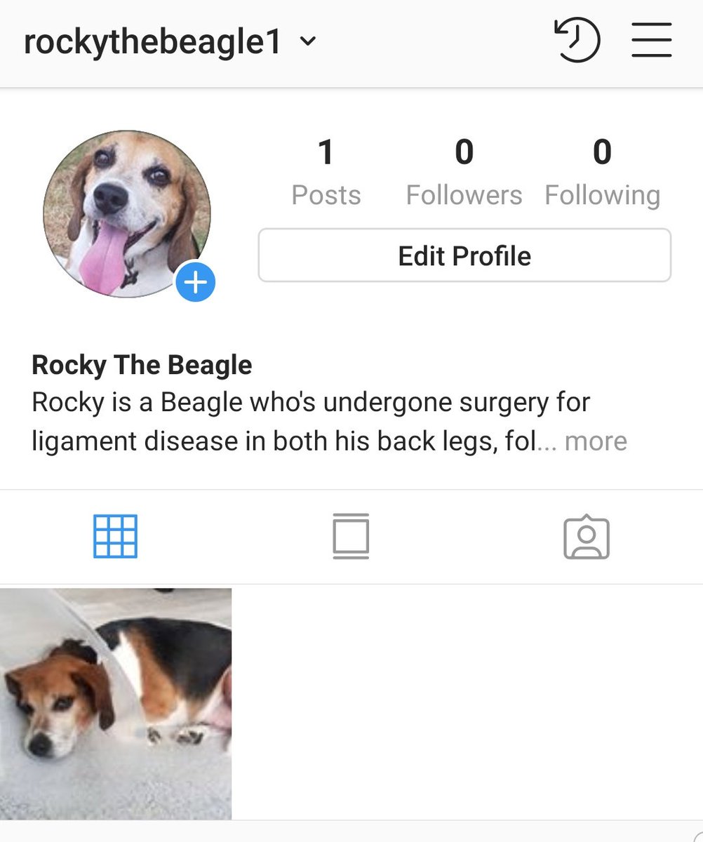 We are on Instagram everyone please follow us <a href="/rockythebeagle1/">Rocky The Beagle</a>