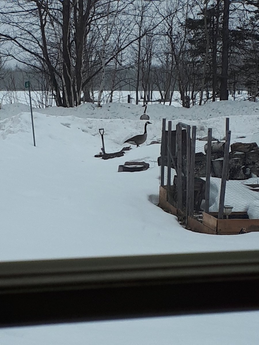 VetCanuck's tweet photo. @UlrichJvV @CityofJoburgZA @GtStevenson @visitgauteng @MeetMyMzansi Meanwhile here in never ending snow ville the Canadian geese r confused lol.

Cheers 2 your view

#worldscape https://t.co/keahg1B25e