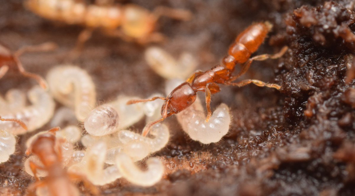 a look inside the nest of Prionopelta amabilis (Amblyoponinae)