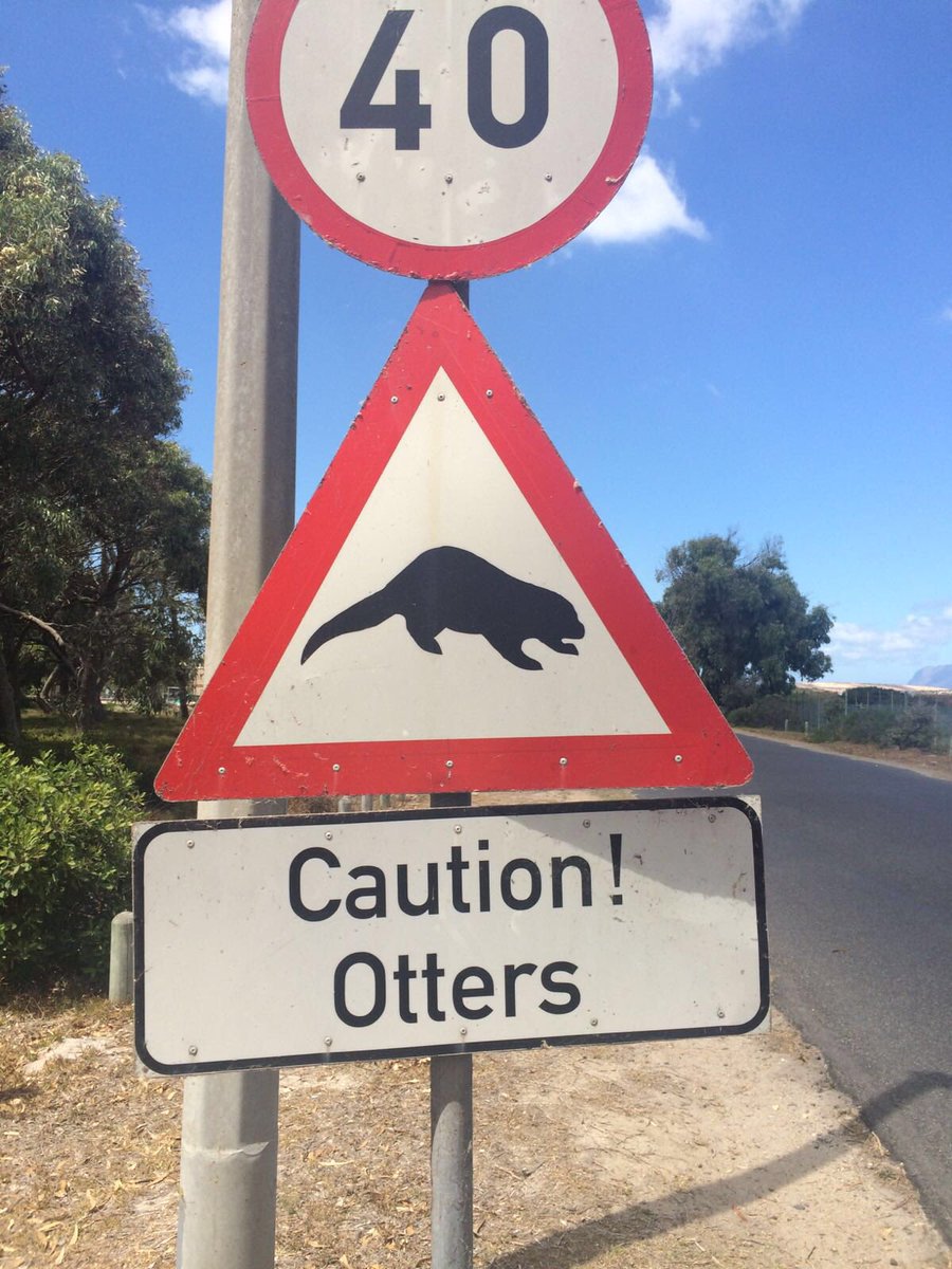 WandererASMR's tweet image. 